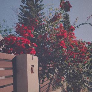 无套女疯狂被躁出白浆
