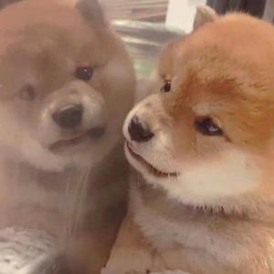 无套女疯狂被躁出白浆
